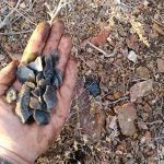 These weathered, patina'ed obsidian flakes were left behind by hundreds of generations of winter-camping Paiutes.