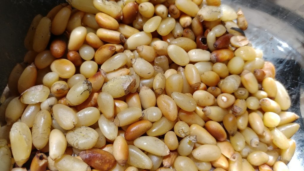 Roasted pinenuts!