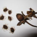 Ripened fruit of Ipomoea pandurata