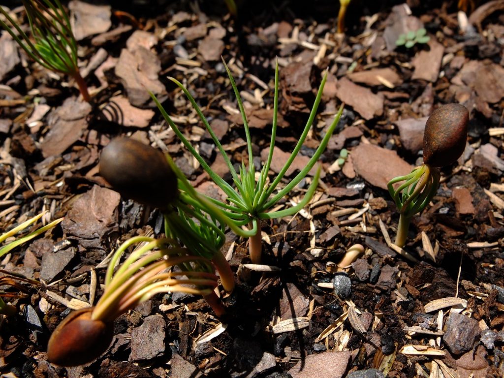 Seedling of two-needle pinyon pine, Pinus edulis.