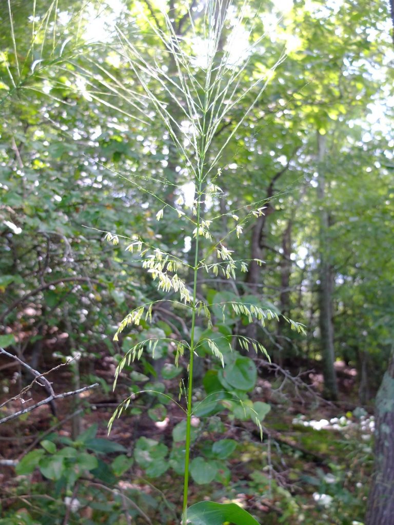 Zizania aquatica -- Wild Rice, also known as River Rice or Southern Wild Rice. At the top of the plant are the male flowers which release pollen to the wind, and below, the female flowers which dangle like tassels and catch pollen to make a seed. Wild Rice is not self-fertile and requires cross-pollination to form grains.