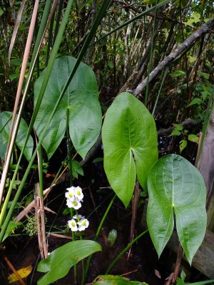 Sagittaria latifolia or wapato, a native plant of rivers, ponds, and lakes with an edible starchy tuber.