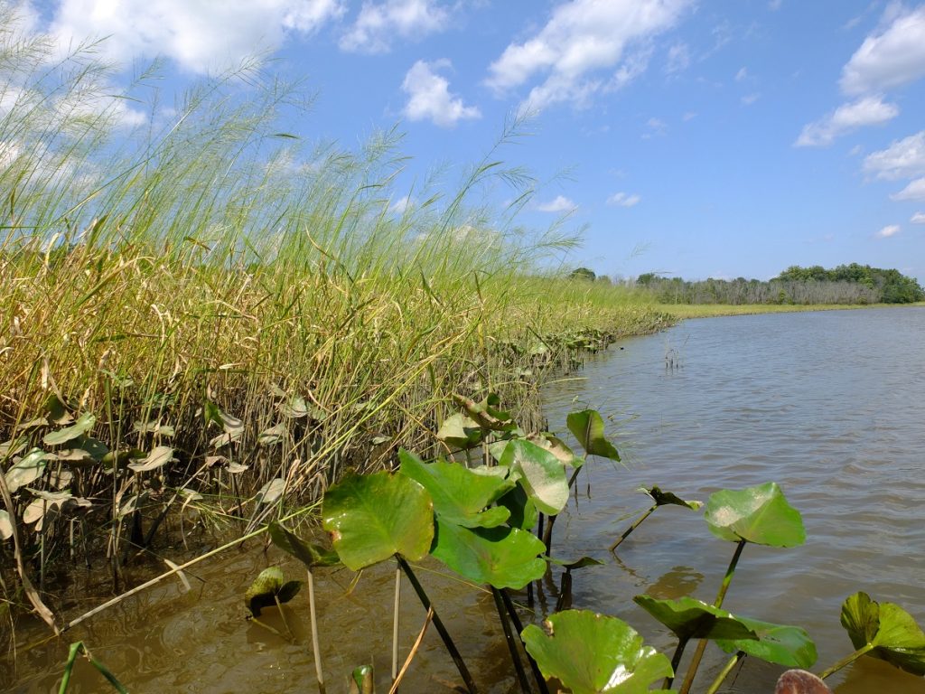 Wild rice lining the banks of the river.