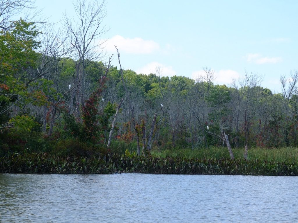 Snowy egrets watching from the trees above the shore.