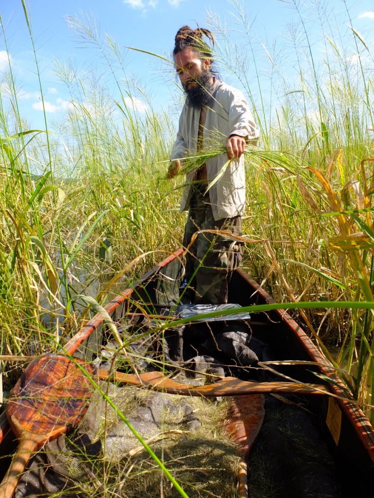 Eric bending over wild rice stalks and knocking the grain with an oar.