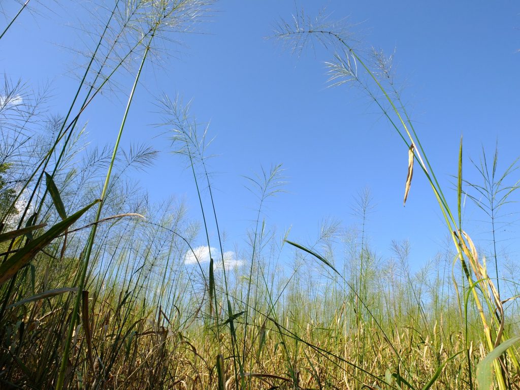 Fully opened, ripened stalks of wild rice stretching tall in the late summer sun.