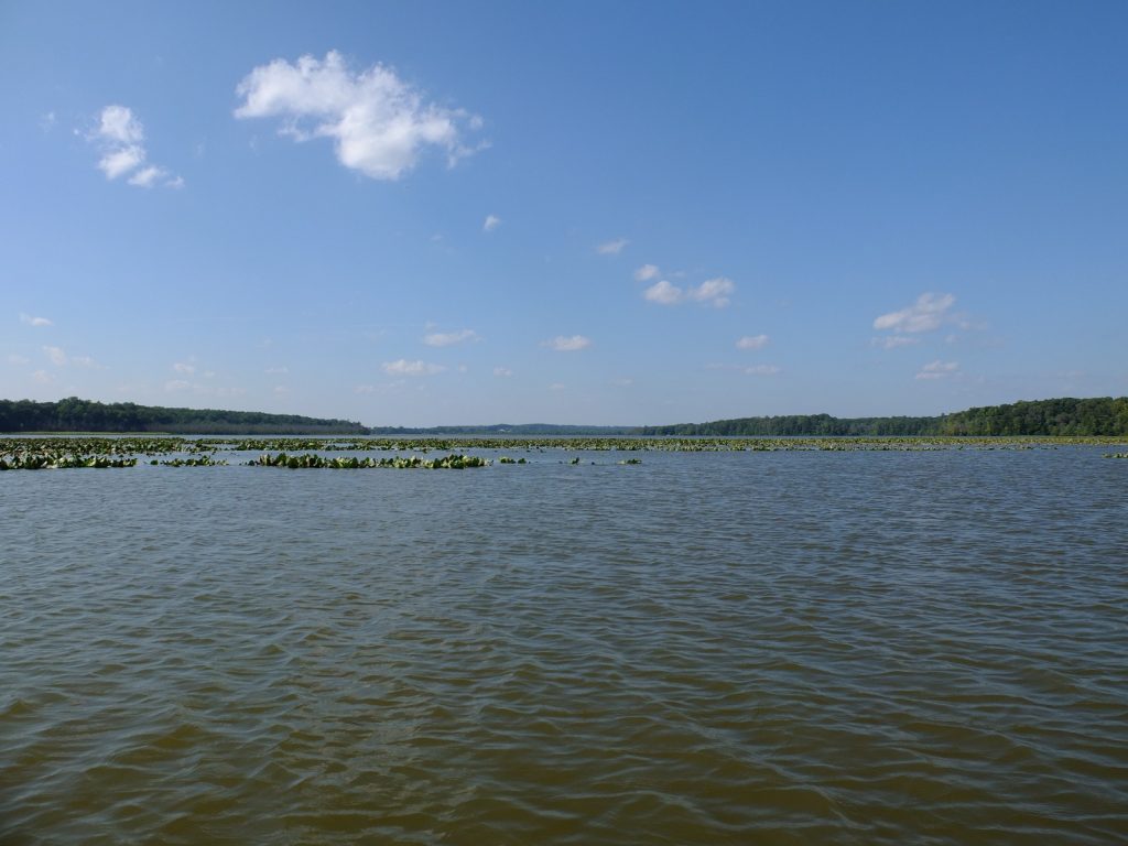 A scene typical of the river deltas emptying into the Chesapeake Bay.