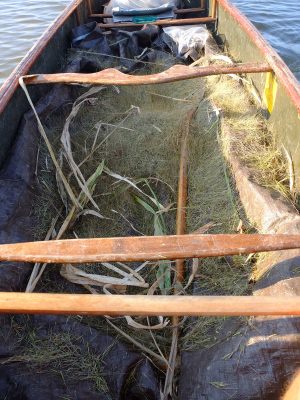 Wild rice shatter beginning to accumulate in the belly of the canoe like a warm fuzzy blanket.