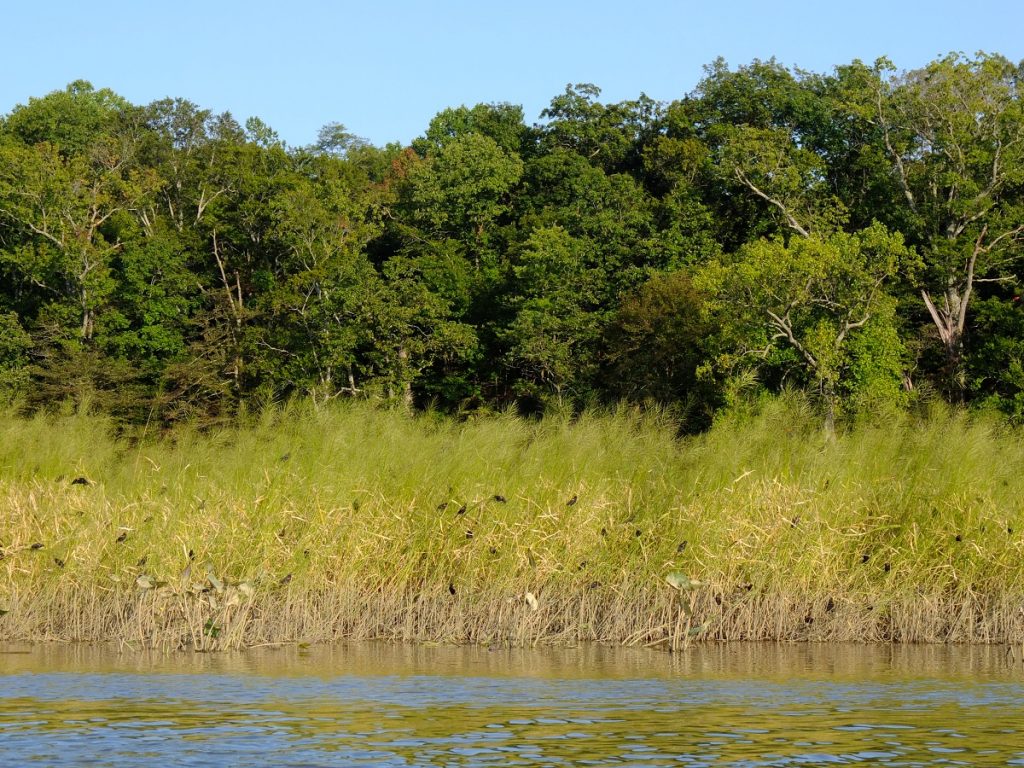 Red-wing blackbirds hanging out among the wild rice.