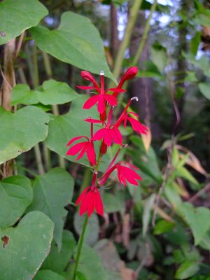 Red cardinal flower, Lobelia cardinalis.