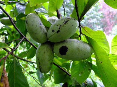 Asimina triloba, the pawpaw