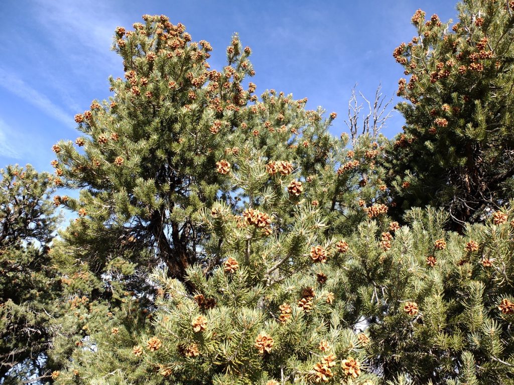 Pinyon pine cones in the tree canopy