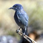 The Pinyon Jay, Gymnorhinus cyanocephalus