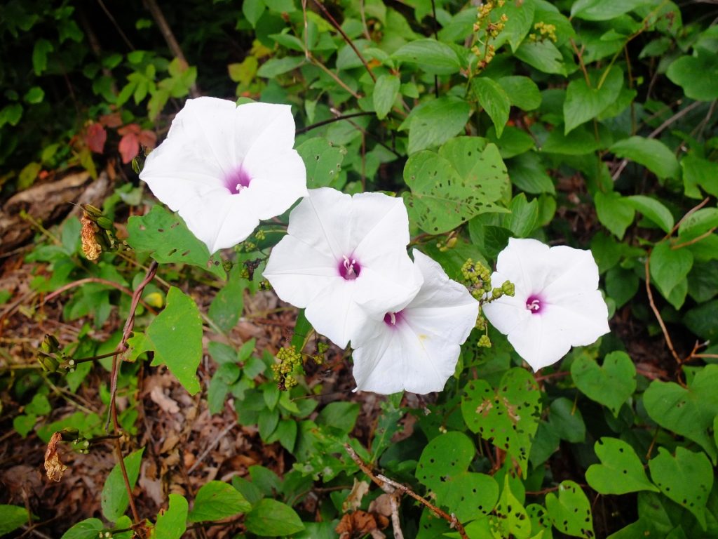 Ipomoea pandurata -- a wild sweet potato vine in the morning glory family