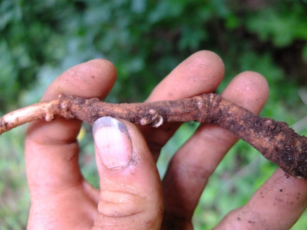 Possibilities for vegetative propagation?