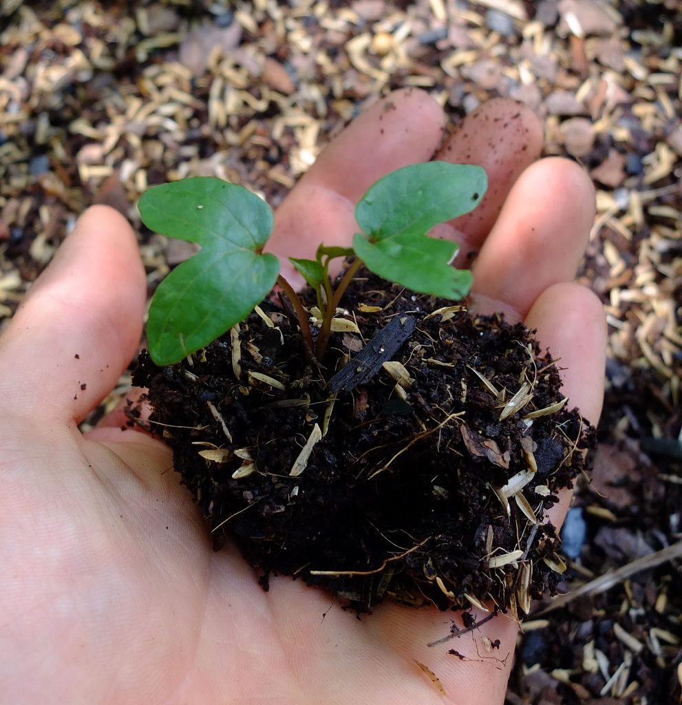 Ipomoea pandurata seedling. Note the V shaped cotyledons common to all morning-glories.