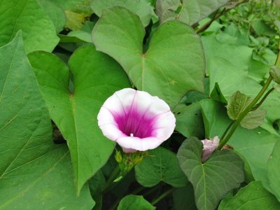 Ipomoea batatas