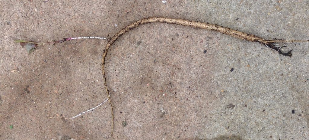 Young taproot of Ipomoea pandurata -- delicious at this stage. It is about the thickness of a carrot but longer.