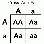 Punnett Square