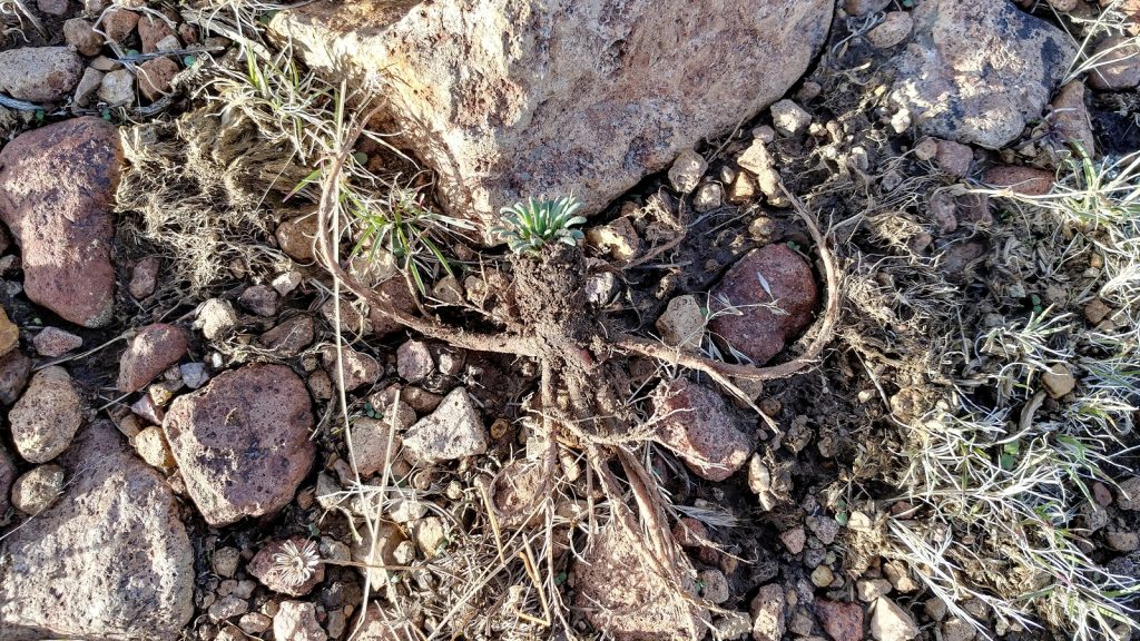 Anatomy of bitterroot, Lewisia nevadensis. This was called "kanitu" or "kangitu" in Numu.