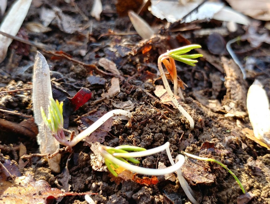 Panax trifolius first emerging