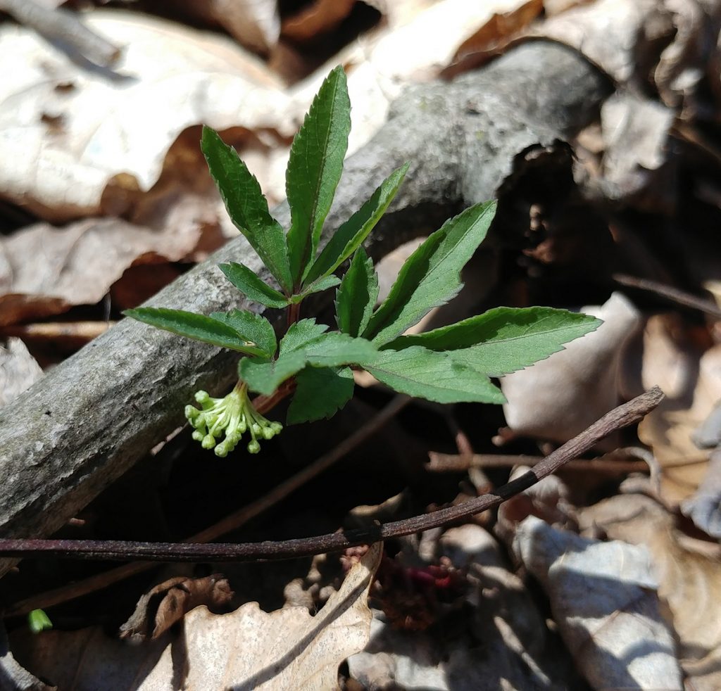 Dwarf ginseng just before flower