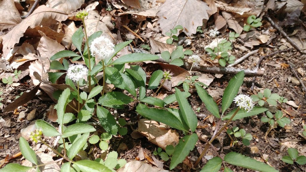 Dwarf ginseng (Panax trifolius)