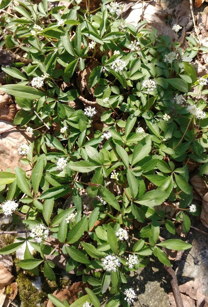 Dwarf ginseng colony