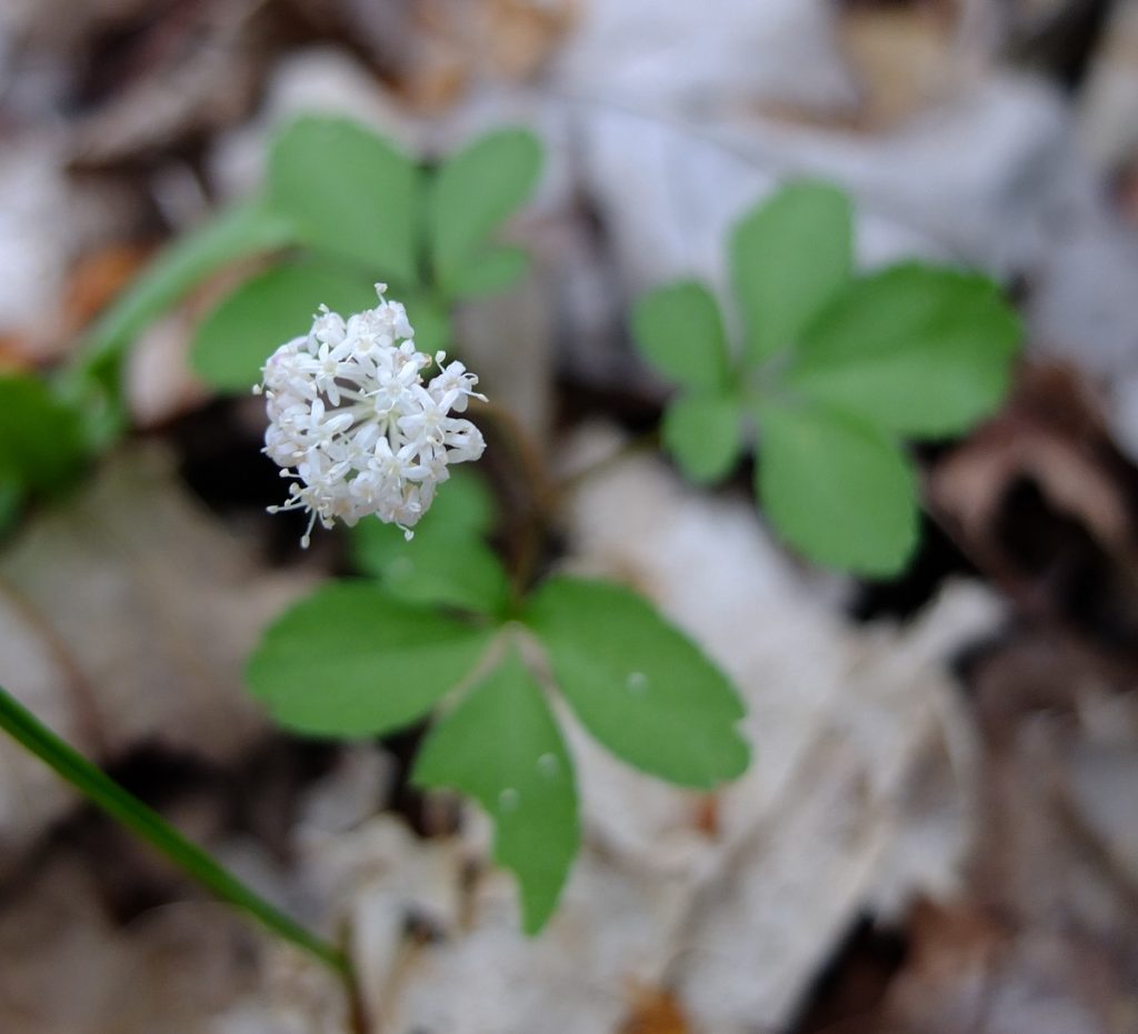 Globe-shaped umbels of dwarf ginseng