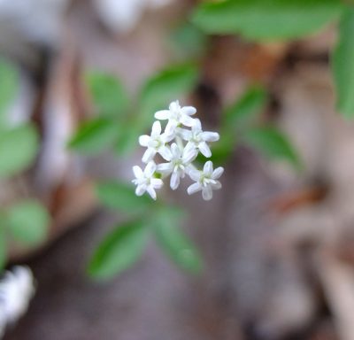 Small dwarf ginseng flowers