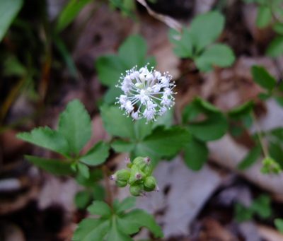 Dwarf ginseng is flower and in seed