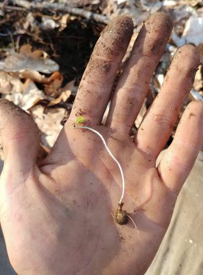 Small dwarf ginseng root