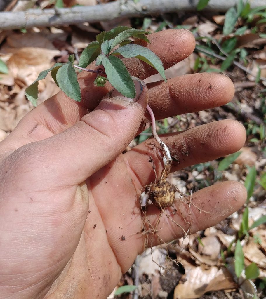 Mature dwarf ginseng root