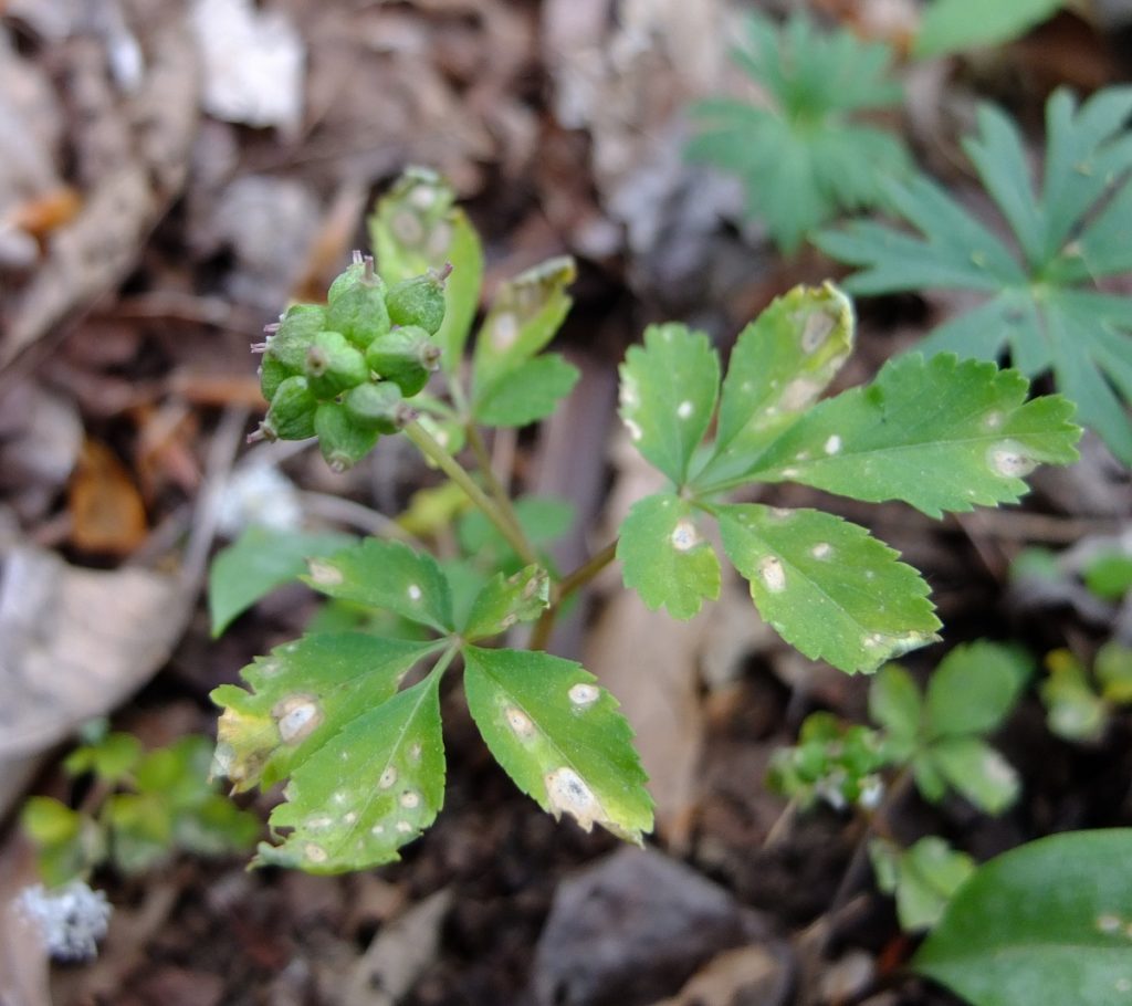 Ripe dwarf ginseng seed