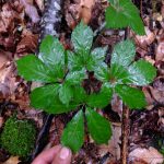 "Four-pronger!" (American ginseng, Panax quinquefolius)