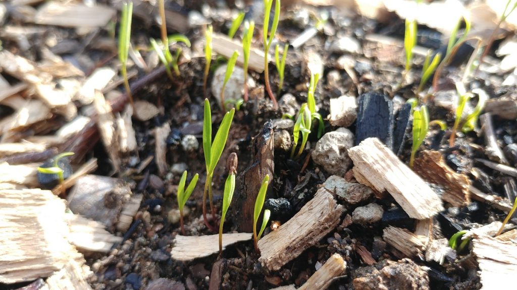 Eastern yampah (Perideridia americana) germination, spring 2018